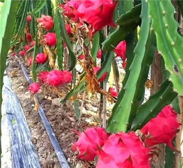 溫州秋季水果采摘攻略出爐 豐收的季節,采摘游走起