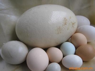 直供全球三大超市企業(yè)禽蛋綠色有機食品