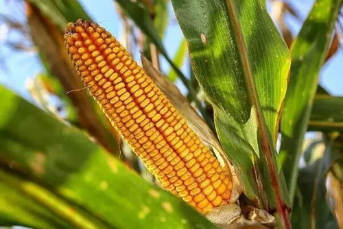 生活中有哪些食物來(lái)自于植物